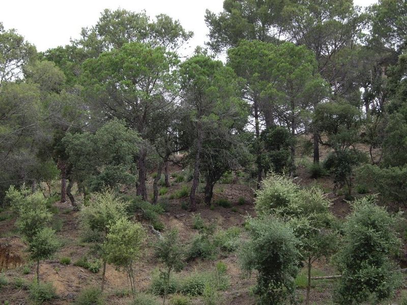 Parcela en venta Calonge, Girona. Ref: 3647. Habitaa