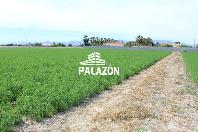 Finca Rústica en venta Catral, Alicante. Ref: 1025. Inmobiliaria Palazón