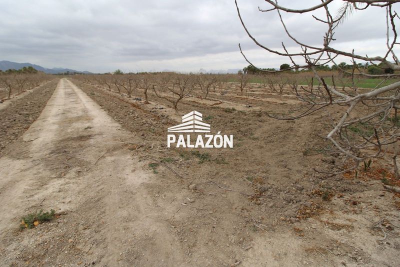 Finca de Cultivo en venta Crevillent, Alicante. Ref: 1113. Inmobiliaria Palazón
