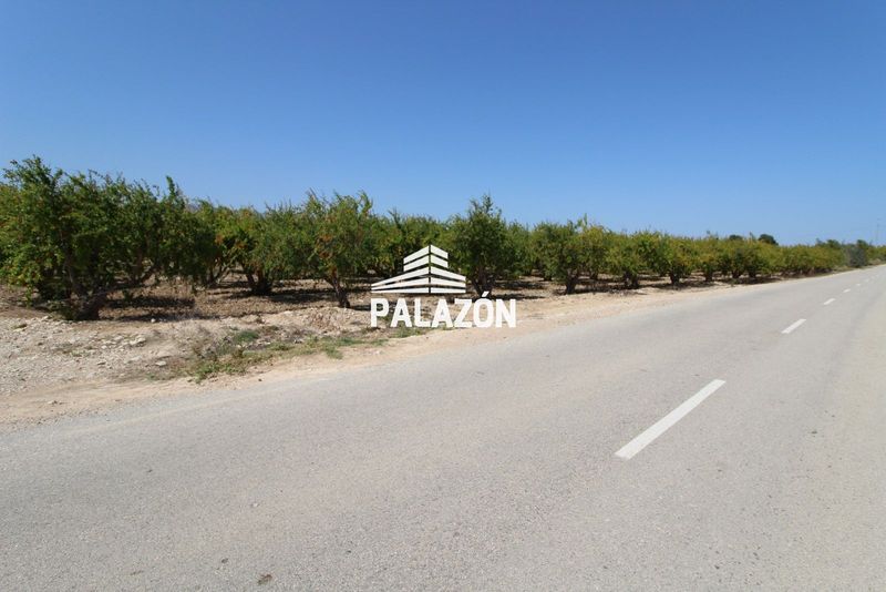 Finca de Cultivo en venta Albatera, Alicante. Ref: 3756. Inmobiliaria Palazón