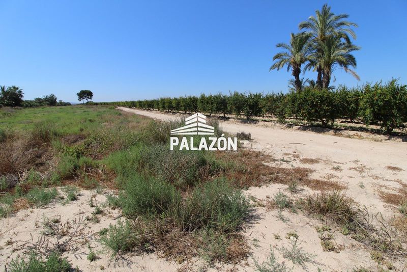 Finca de Cultivo en venta Crevillent, Alicante. Ref: 5563. Inmobiliaria Palazón