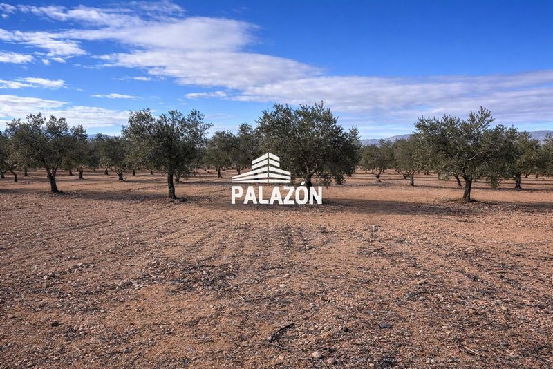 Fruchtbetriebe zu verkaufen Caudete, Albacete. Ref: 5931. Inmobiliaria Palazón