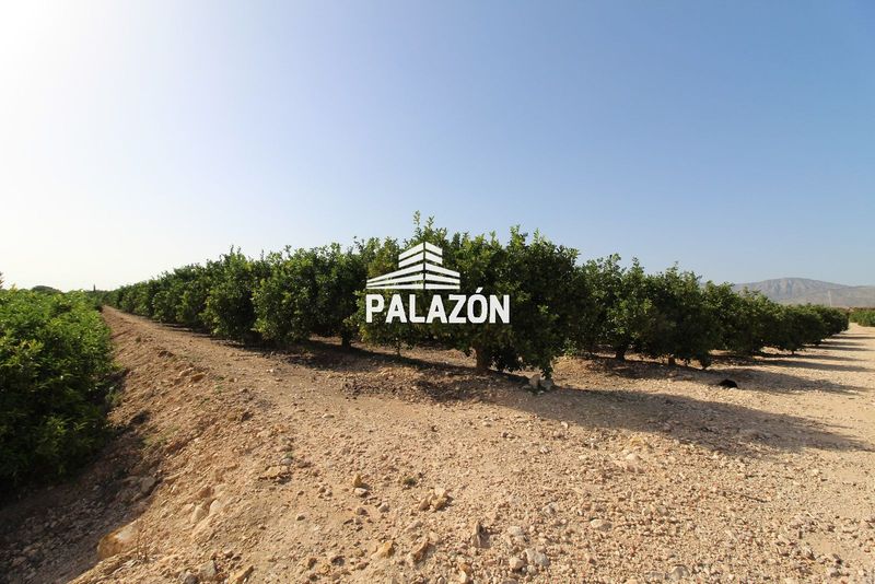Finca de Cultivo en venta Crevillent, Alicante. Ref: 6348. Inmobiliaria Palazón