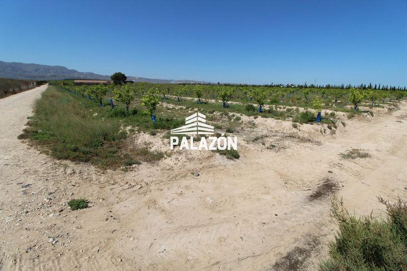 Finca de Cultivo en venta Crevillent, Alicante. Ref: 982. Inmobiliaria Palazón
