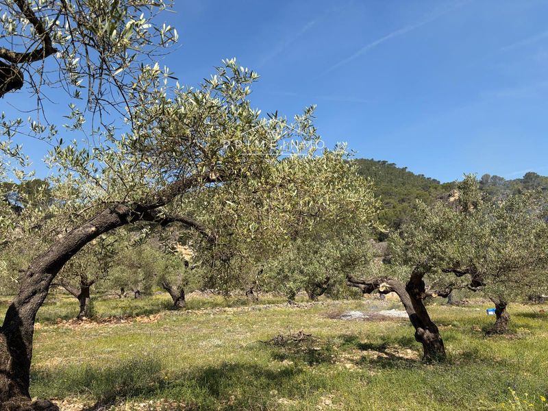 Rural Property for sale L