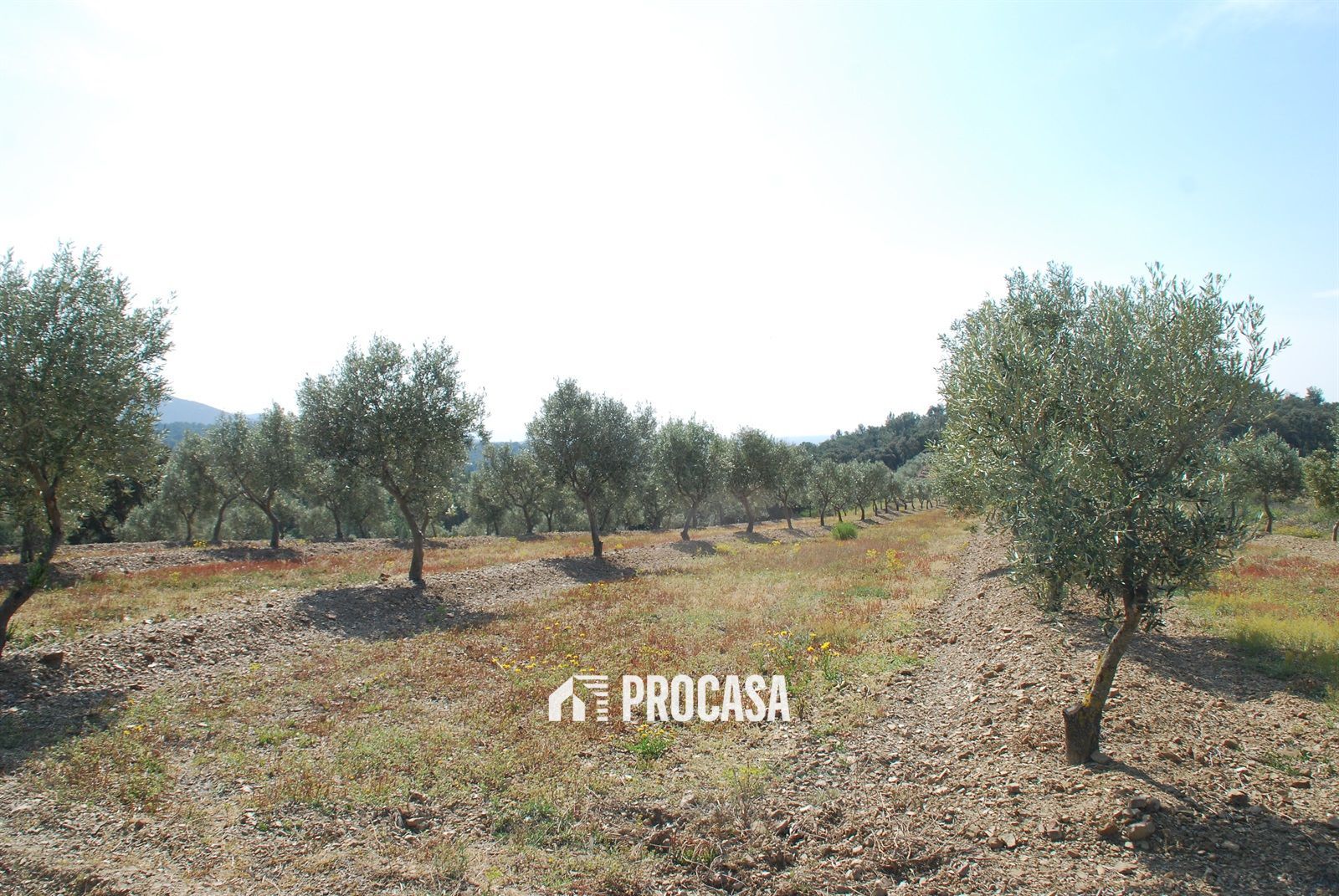 Grundstück zu verkaufen Garriguella, Girona. Ref: 2449. FINCAS PROCASA