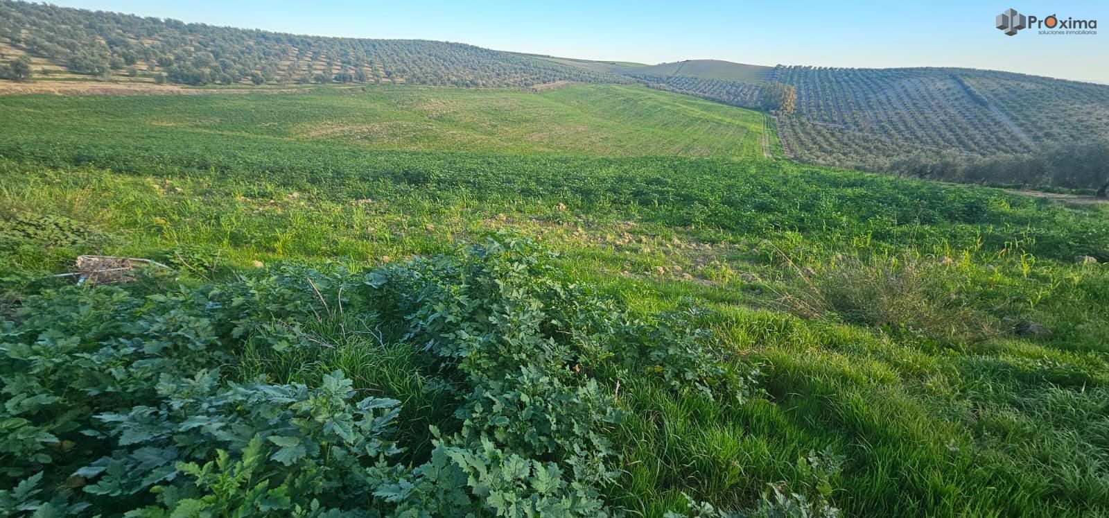Parcela en venta Ecija, Sevilla. Ref: 8896. PRÓXIMA Soluciones Inmobiliarias