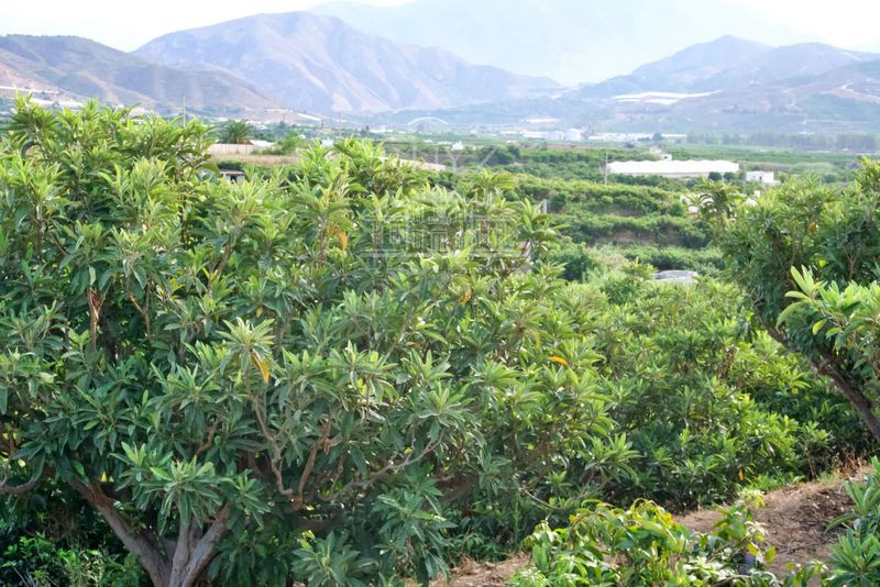 Plot for sale Salobreña, Granada. Ref: 1153. Ruyz Properties