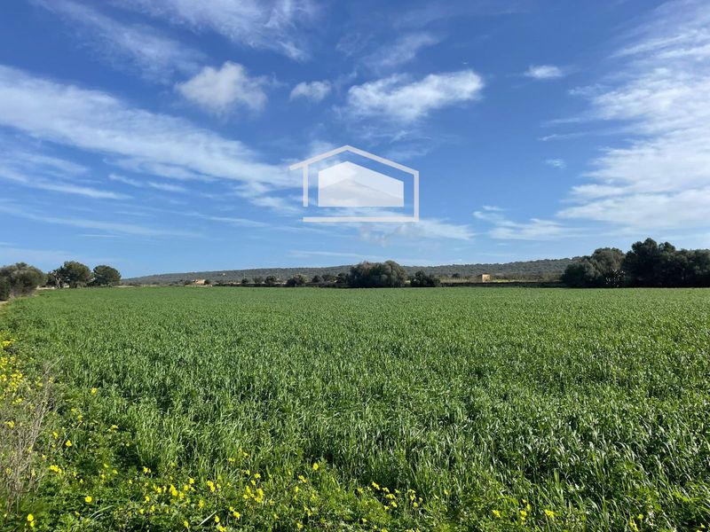 Terreny en venda Campos, Baleares. Ref: 1175. SUD Mallorca