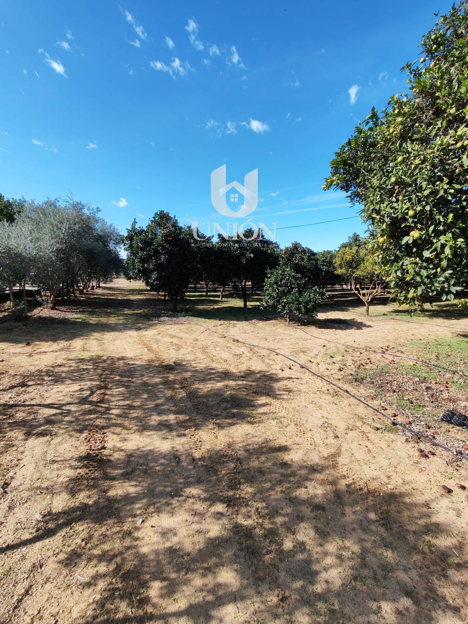 Finca rústica en venta en Marchena - Foto 23