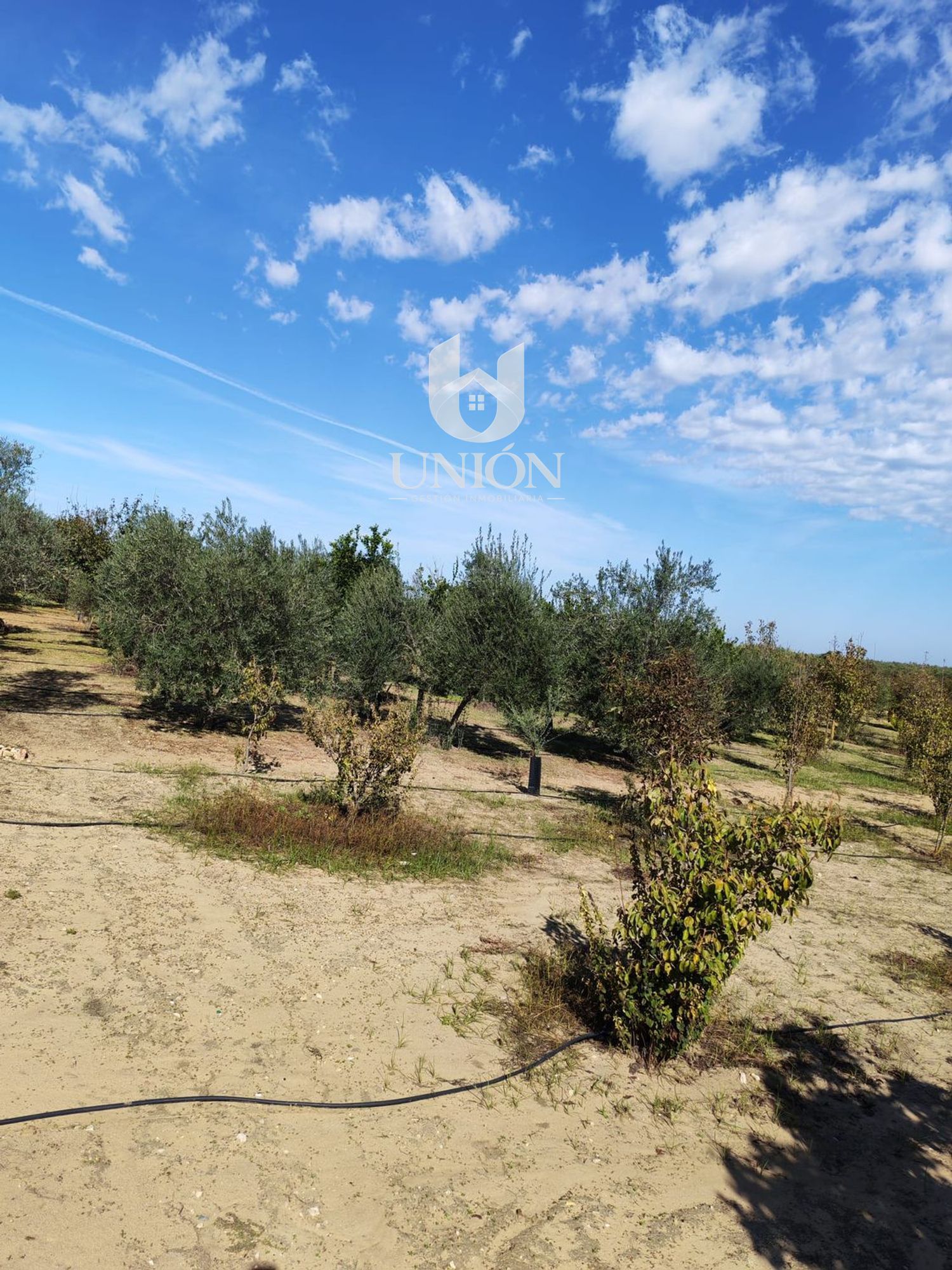 Finca rústica en venta en Marchena - Foto 27