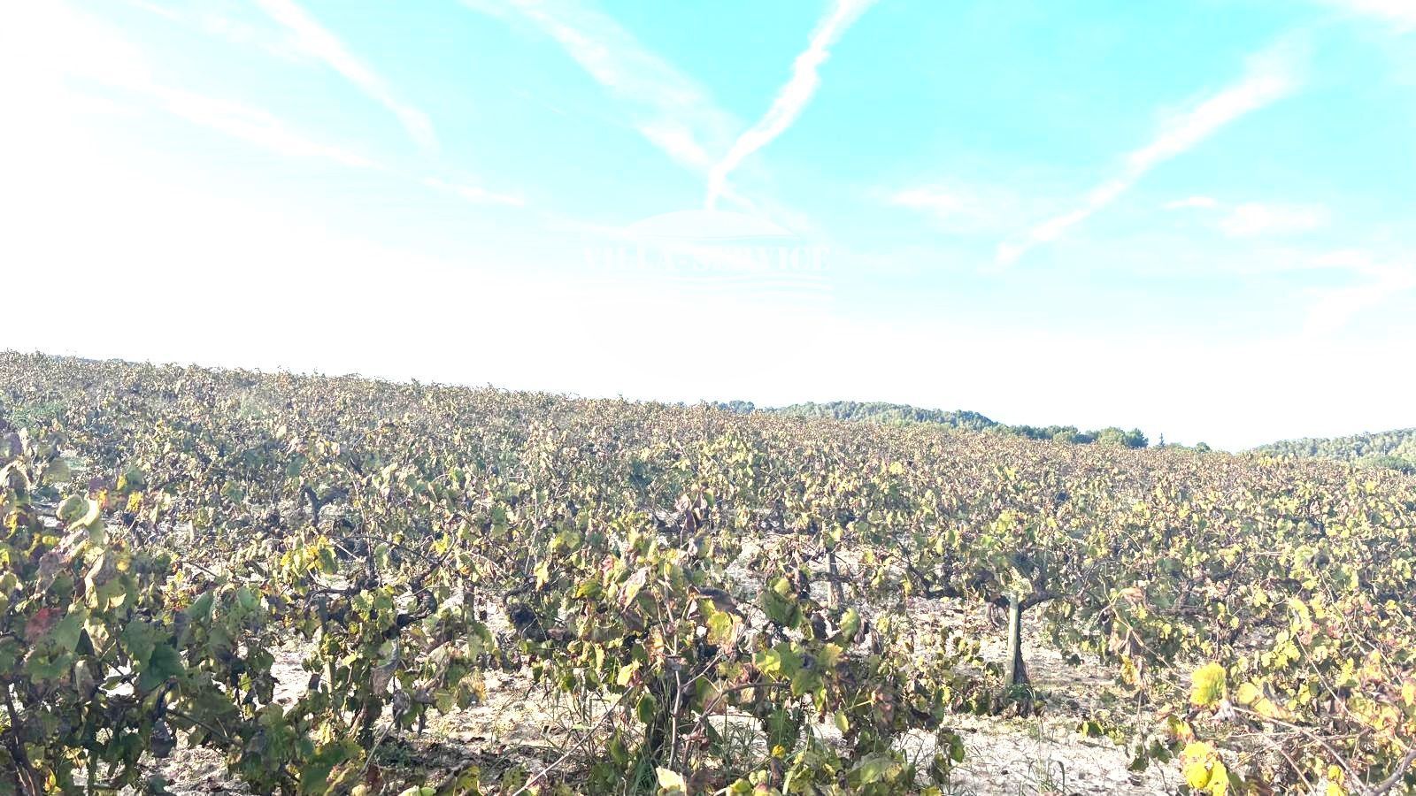image MASIA CON VIÑEDOS A LA VENTA SANT SADURNI D`ANOIA 51