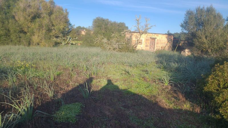 Parcela en venta Llucmajor, Baleares. Ref: 1006. Inmobiliaria Vivancos