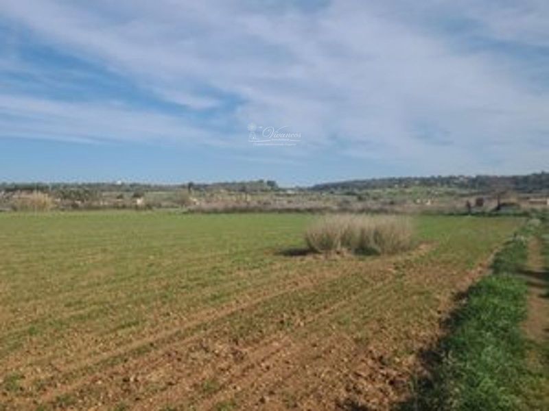 Parcela en venta Algaida, Baleares. Ref: 1016. Inmobiliaria Vivancos