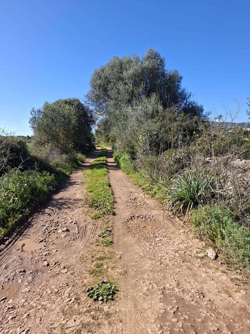 Parcela en venta Santa Eugenia, Baleares. Ref: 1060. Inmobiliaria Vivancos