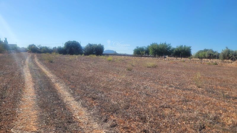 Parcela en venta Algaida, Baleares. Ref: 1112. Inmobiliaria Vivancos